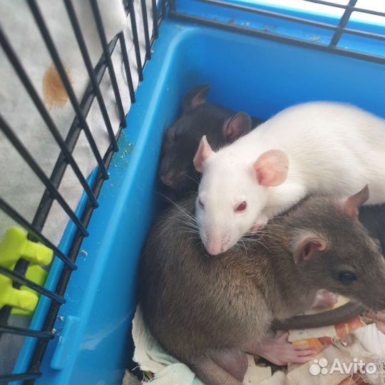 Клетка для крвс и колесо