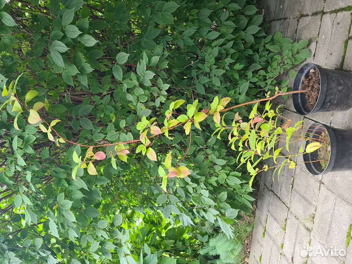 Мята; дёрен, Сибирика; роза ругоза