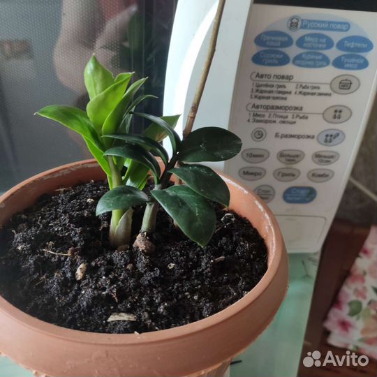 Замиокулькас мини