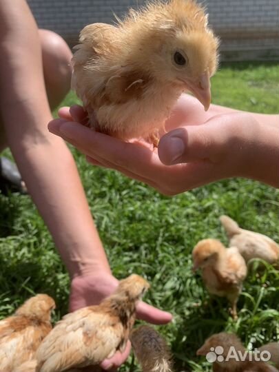 Продам цыплят кур несушек