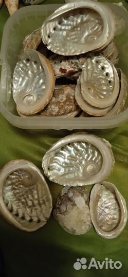 Раковины, коллекция, океан