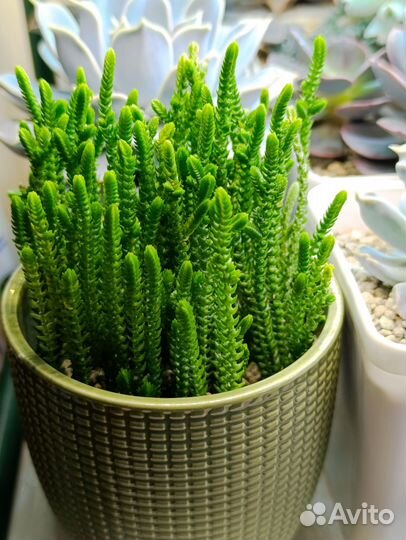 Садик крассул