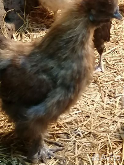 Петушки Брама, кш и