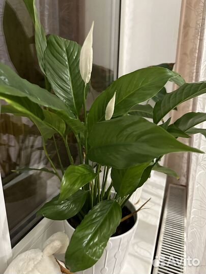 Спатифиллум росток