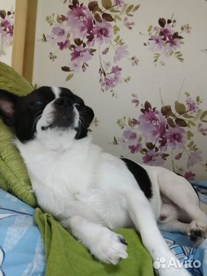 Вязка кобель чихуахуа мини