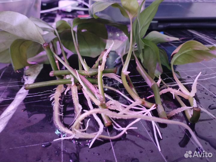 Монстера рафидофора