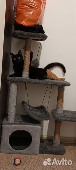 Кошки в добрые руки бесплатно