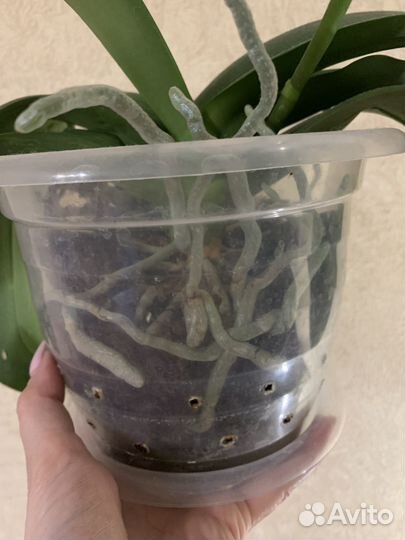 Орхидея фаленопсис