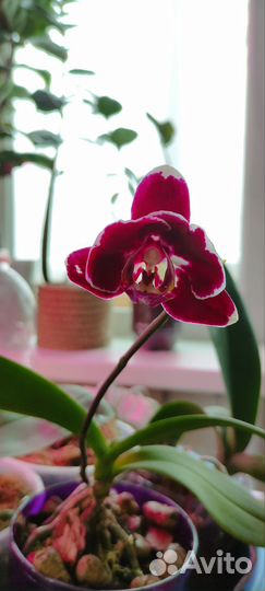 Орхидея