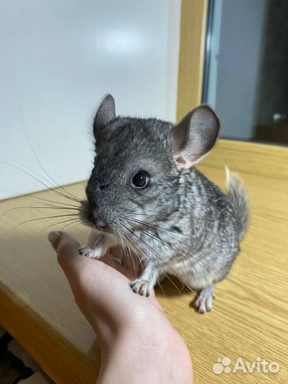 Шиншилла мальчик 2 месяца