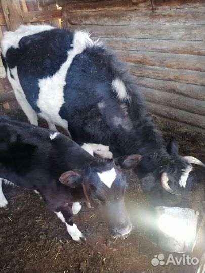 Корова с теленком