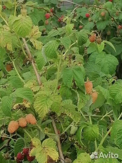 Ремонтантная малина