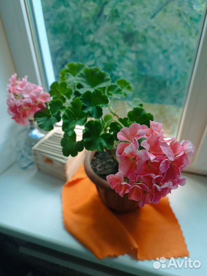 Герань пеларгония