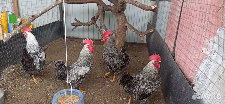 Петухи доминант