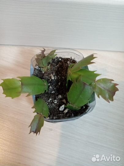 Комнатные цветы