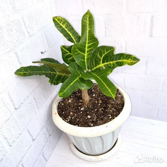 Кротон экселент