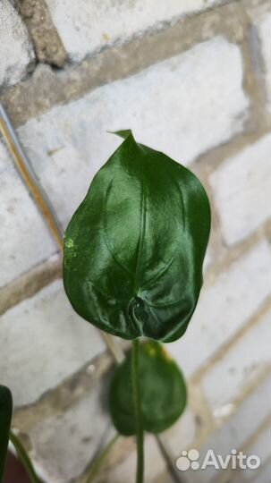 Алоказии (Кукулата и Сибирский Тигр)