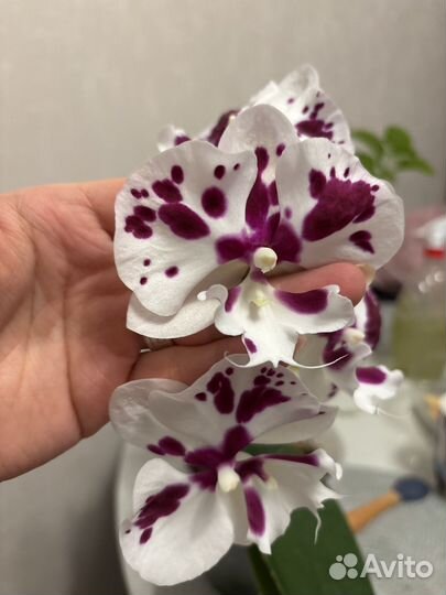 Фаленопсис биг лип