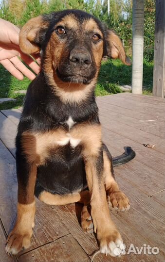 Метис овчарки