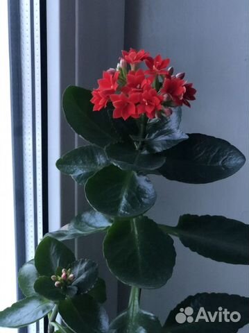 Комнатные растения