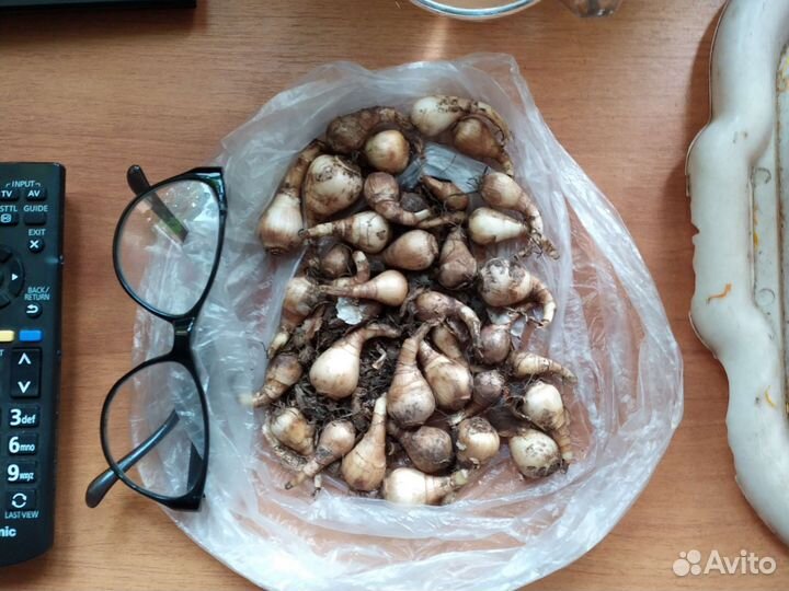 Луковицы нарциссов