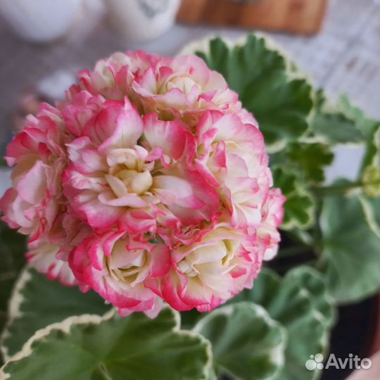 Пеларгония герань сортовая