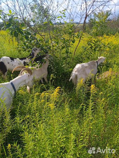 Козы козлята