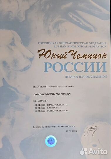 Бельгийский гриффон вязка
