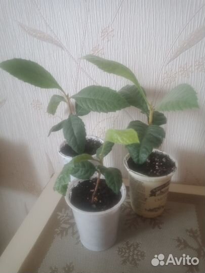 Саженцы мушмулы