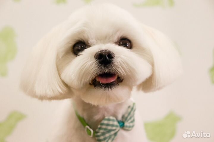 Стрижка собак и кошек. Груминг