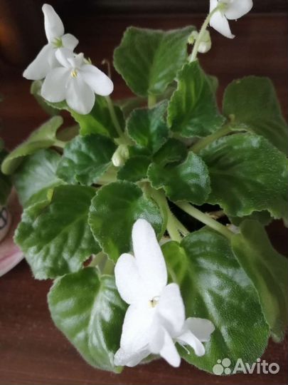 Фиалка белая