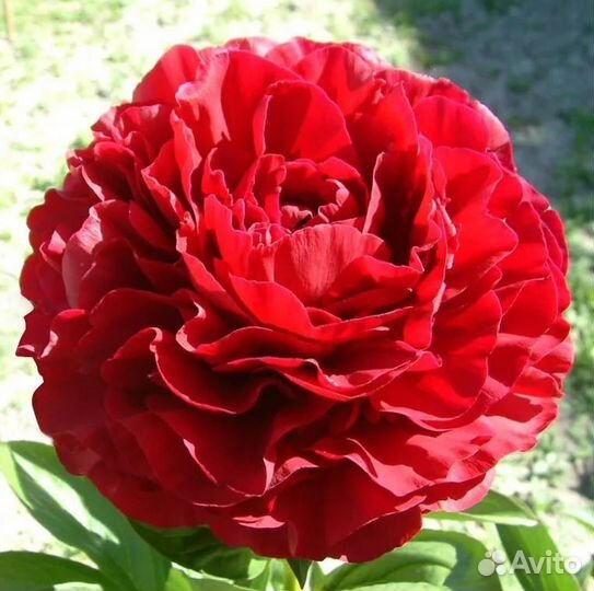 Пионы саженцы