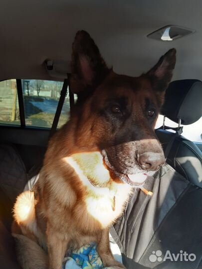 Зоотакси перевозка животных