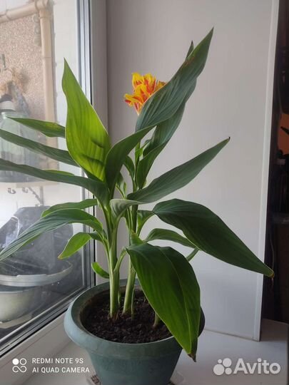 Цветы канны, цветет