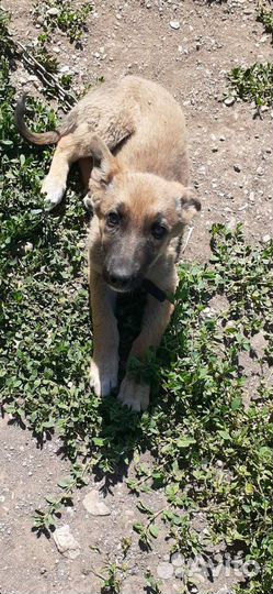 Собаки бесплатно в добрые руки щенки