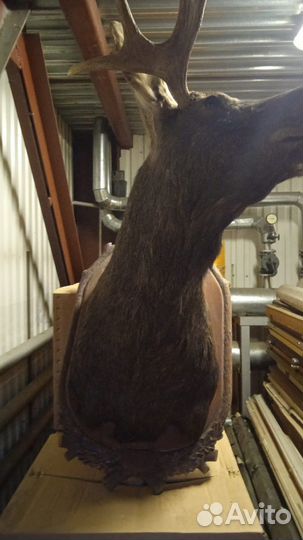 Чучело головы лося