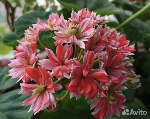 Пеларгония Mallorca