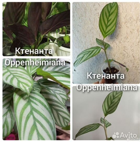 Комнатные цветы