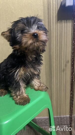 Йоркширский терьер мини, беби фейс, девочка