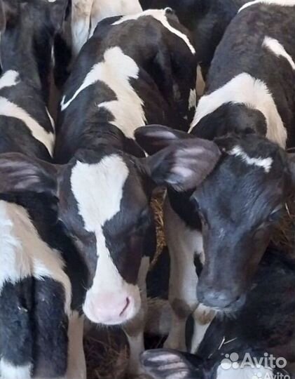 Телята бычки