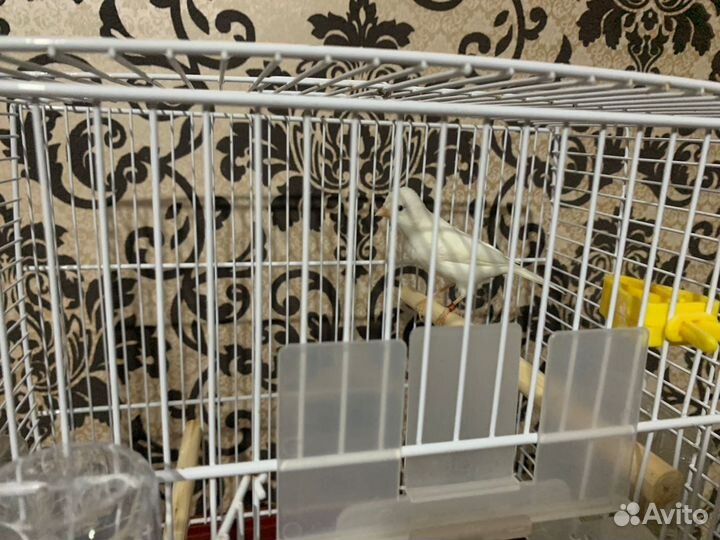 Кенара и канарейки