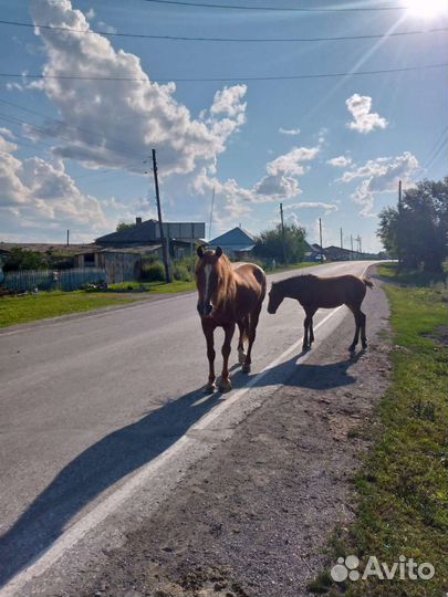 Сельское хозяйство
