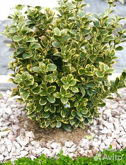 Бересклет японский