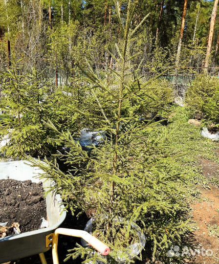 Кедры,Ёлки, Пихты, лиственницы