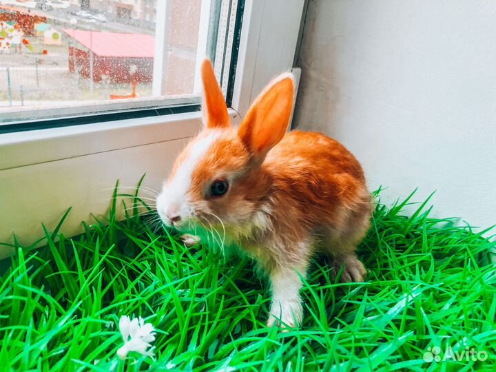 Карликовый кролик - самый маленький