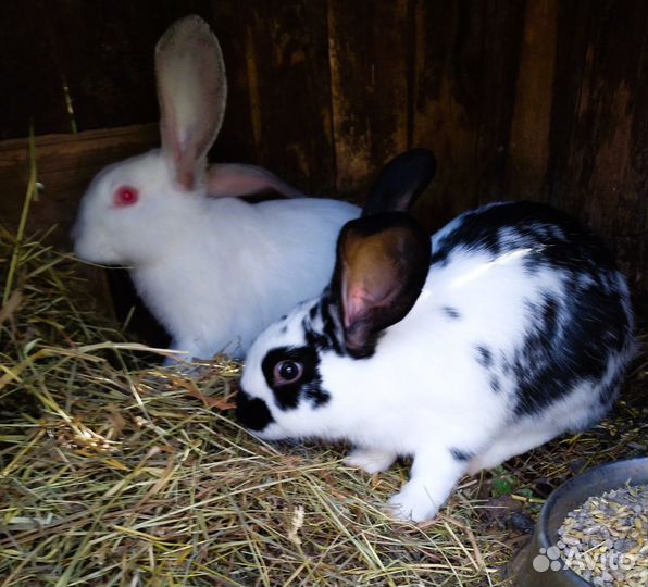 Кролики мясных пород