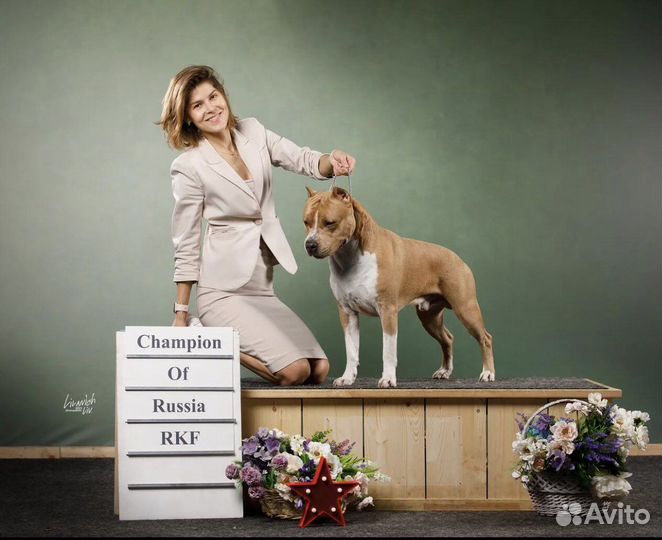 Вязка американский Стаффордширский терьер амстафф