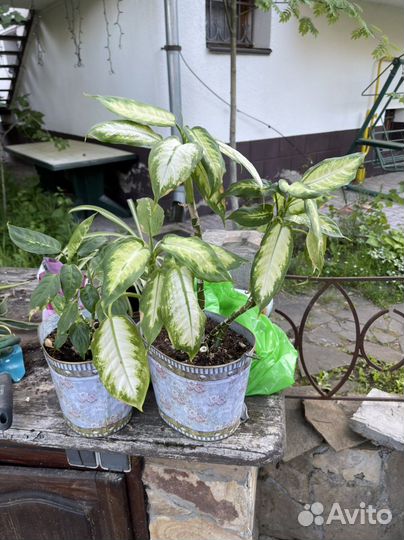 Диффенбахия