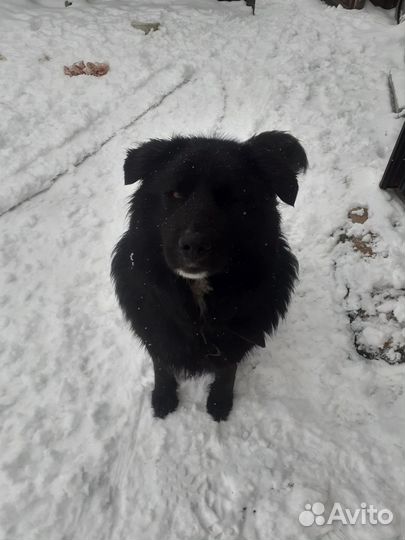 Метиз лабрадора