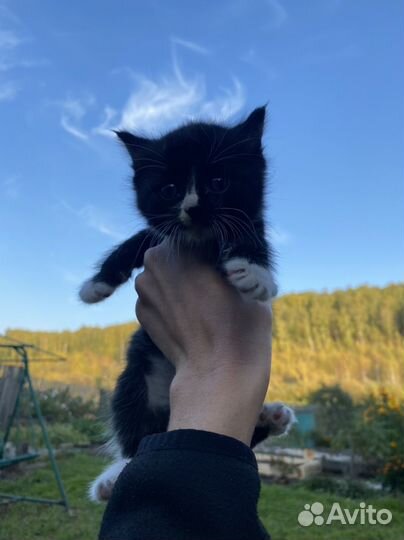 Котенок